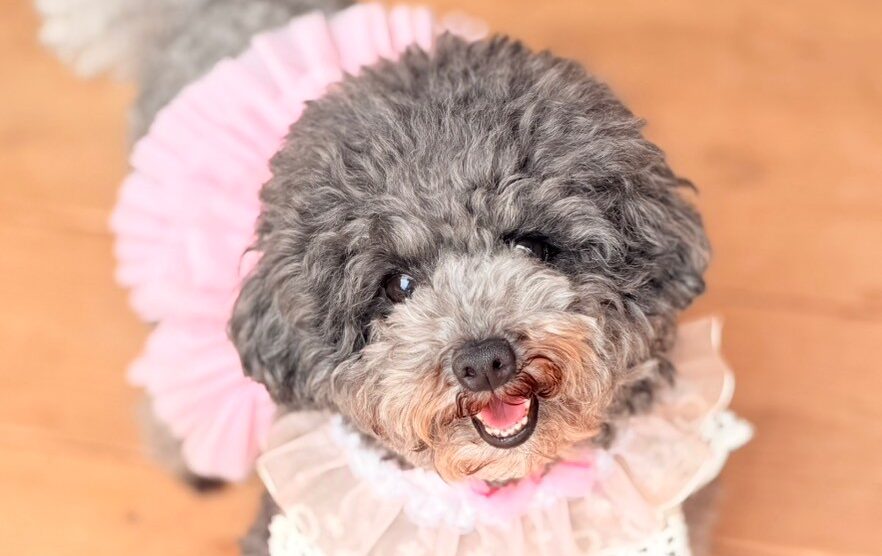 トイプードル繁殖引退犬